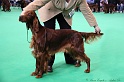 Crufts2011 222